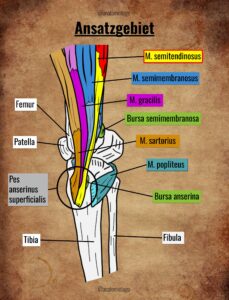 2.1 Anatomie Bild Ansatz