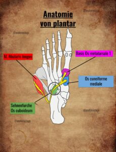 2.1 Anatomie von plantar